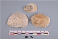 藏品(牡蠣)的圖片